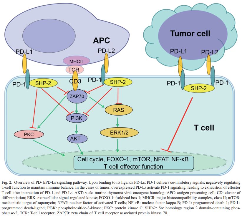 淋巴瘤基因检测靶向治疗,淋巴瘤靶向治疗一次多少钱