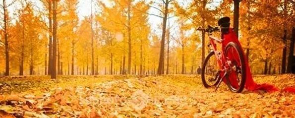 春雨枝头密似鳞，秋风树下落成金——秋日银杏（上）