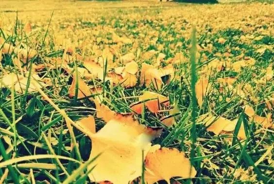 春雨枝头密似鳞，秋风树下落成金——秋日银杏（上）