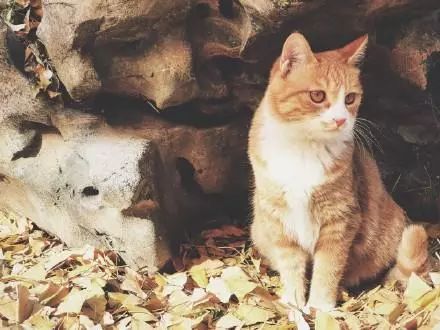 为什么现在年轻人喜欢养猫,为什么现在的年轻人都喜欢养猫咪