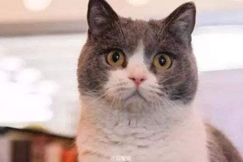 为什么现在年轻人喜欢养猫,为什么现在的年轻人都喜欢养猫咪