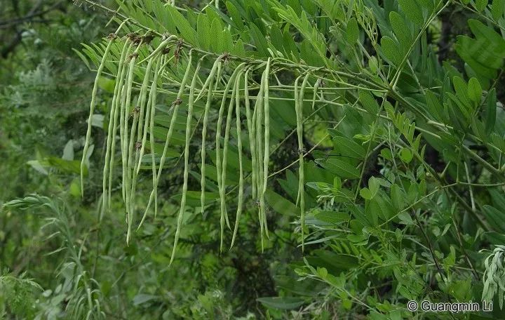 「本草驿站」带你认识不一样的“参”——苦参