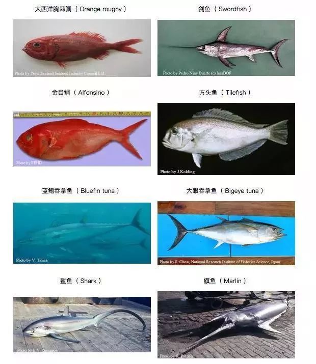 新生儿需要补dha补多久,6周岁以上的孩子怎么补dha