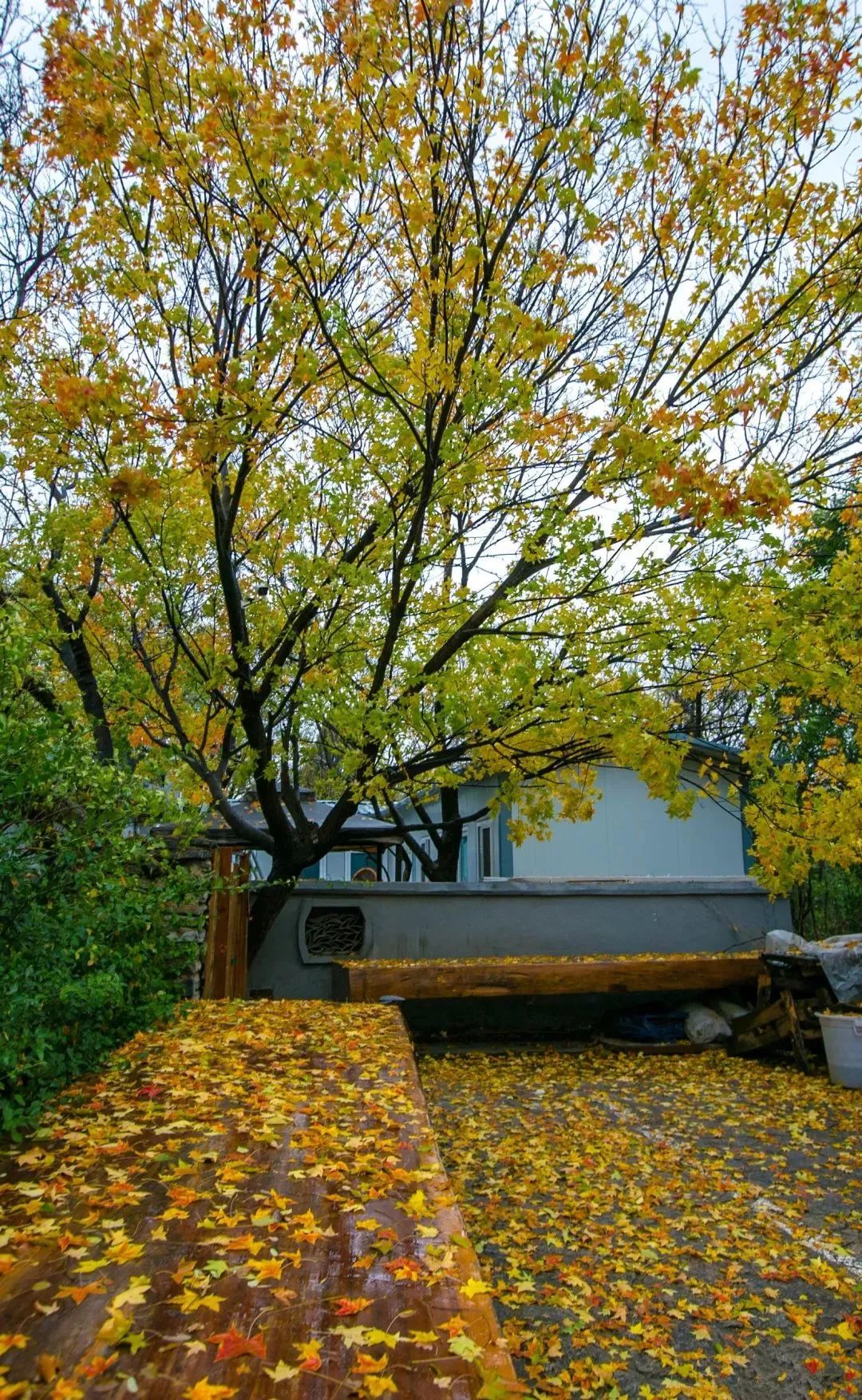 济南秋天看银杏的地方,济南银杏最好看的地方