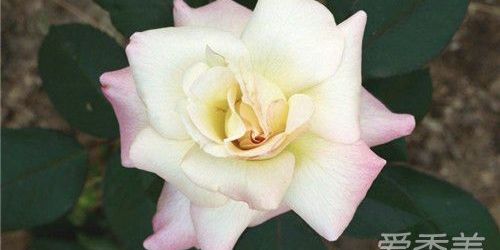 被蜜蜂蛰了怎么办没找到毒针,被蜜蜂蛰了怎么办儿童