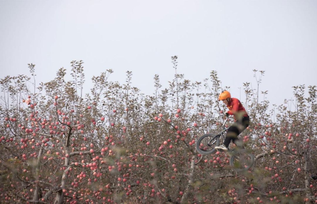 延安洛川冰糖心苹果果香浓郁,延安洛川正宗苹果很好吃吗