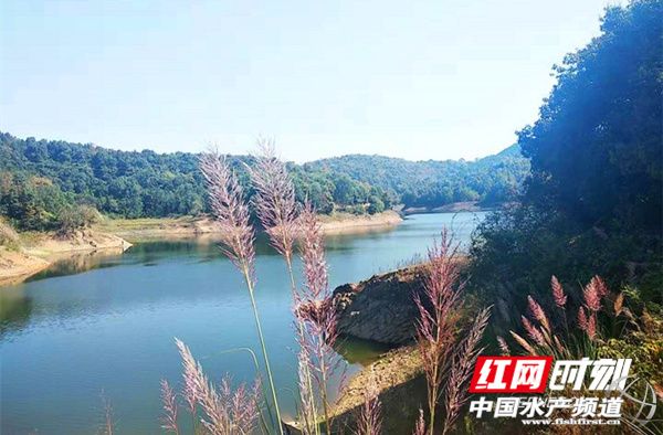 生态甲鱼个头大、肉质细密，价格比普通甲鱼高，却供不应求，甲鱼司令年入百万