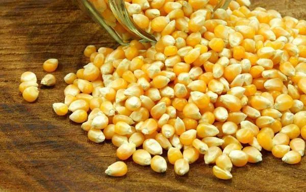 秋冬季，推荐几款养肺的食疗方！