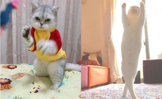 我的简历优势怎么写,我的简历该如何写