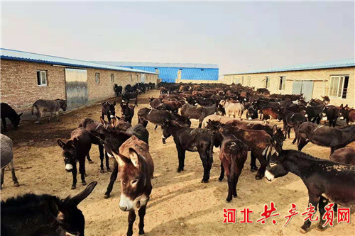 阳原小毛驴视频 (阳原小毛驴怎么样)