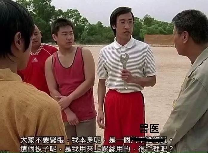 说猫咪是傻子的视频,当人类说猫咪傻