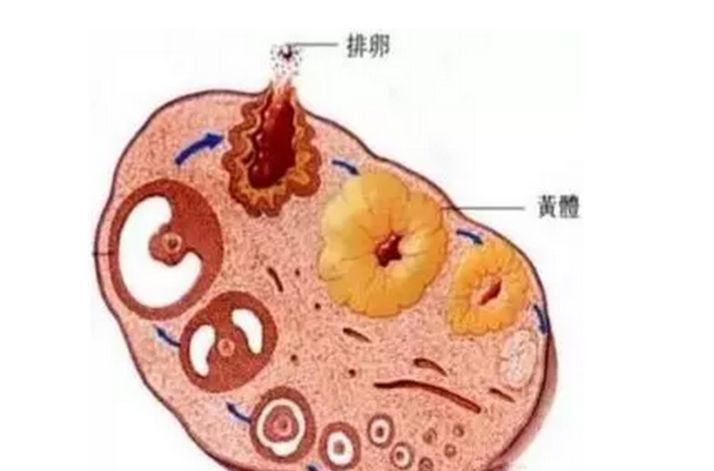 16岁女生突然肚子疼怎么回事,17岁女孩子为何突然肚子痛