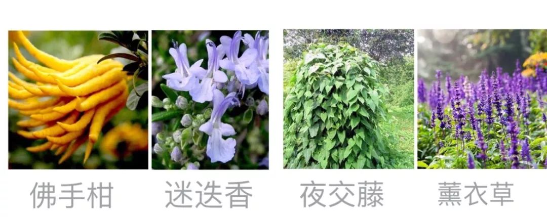 失眠=自杀！药王孙思邈千金助眠方，5分钟入眠一觉到天亮