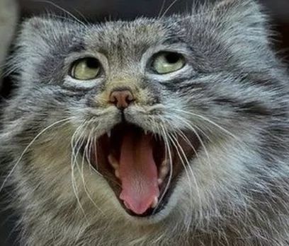 学英语英式口音和美式口语哪个好,重磅来袭用英文怎么说