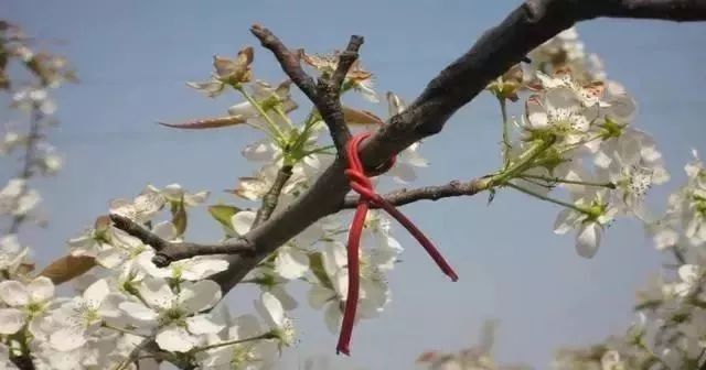 黄金梨高产栽培技术梨树论坛,梨树高产秘方