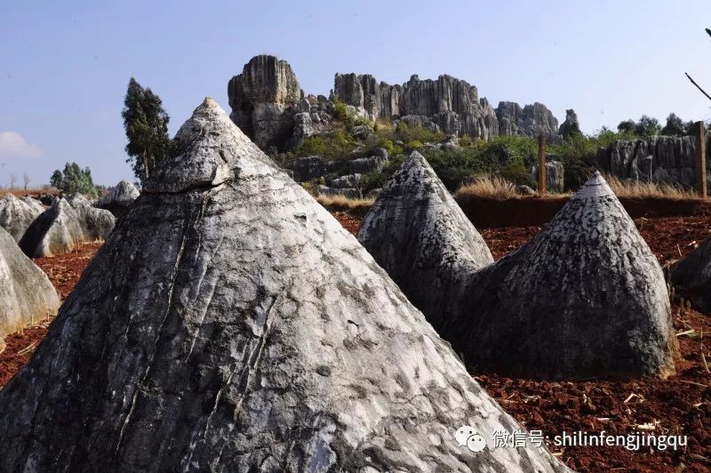 石林是喀斯特地貌的精华吗,云南石林喀斯特地貌特征
