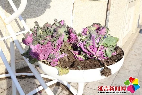 延吉街头鲜花被偷留下刺眼的“伤疤”