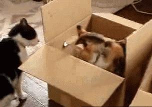 有猫有狗怎么喂粮,有猫有狗好不好