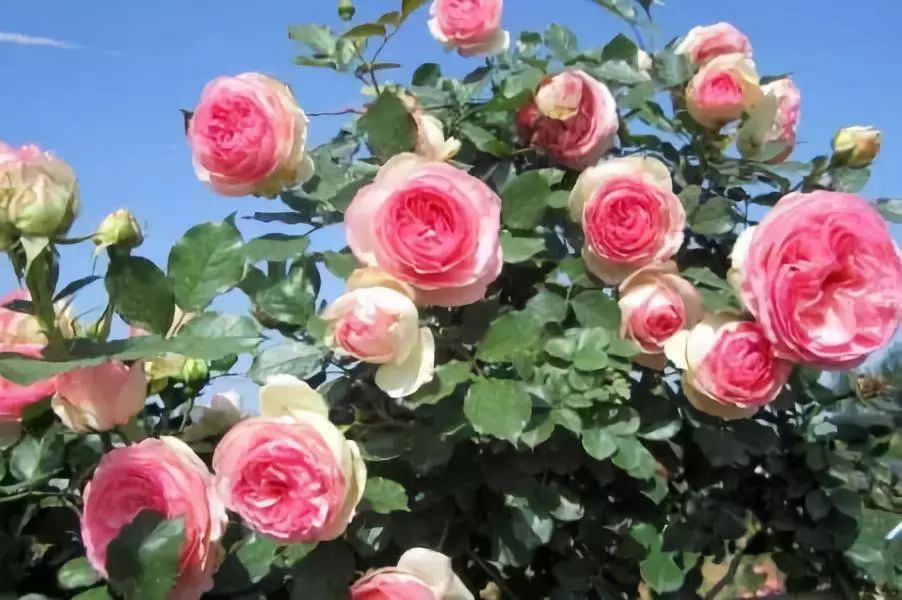 如何给藤本月季打造一面花墙,藤本月季种几棵才能出花墙的效果