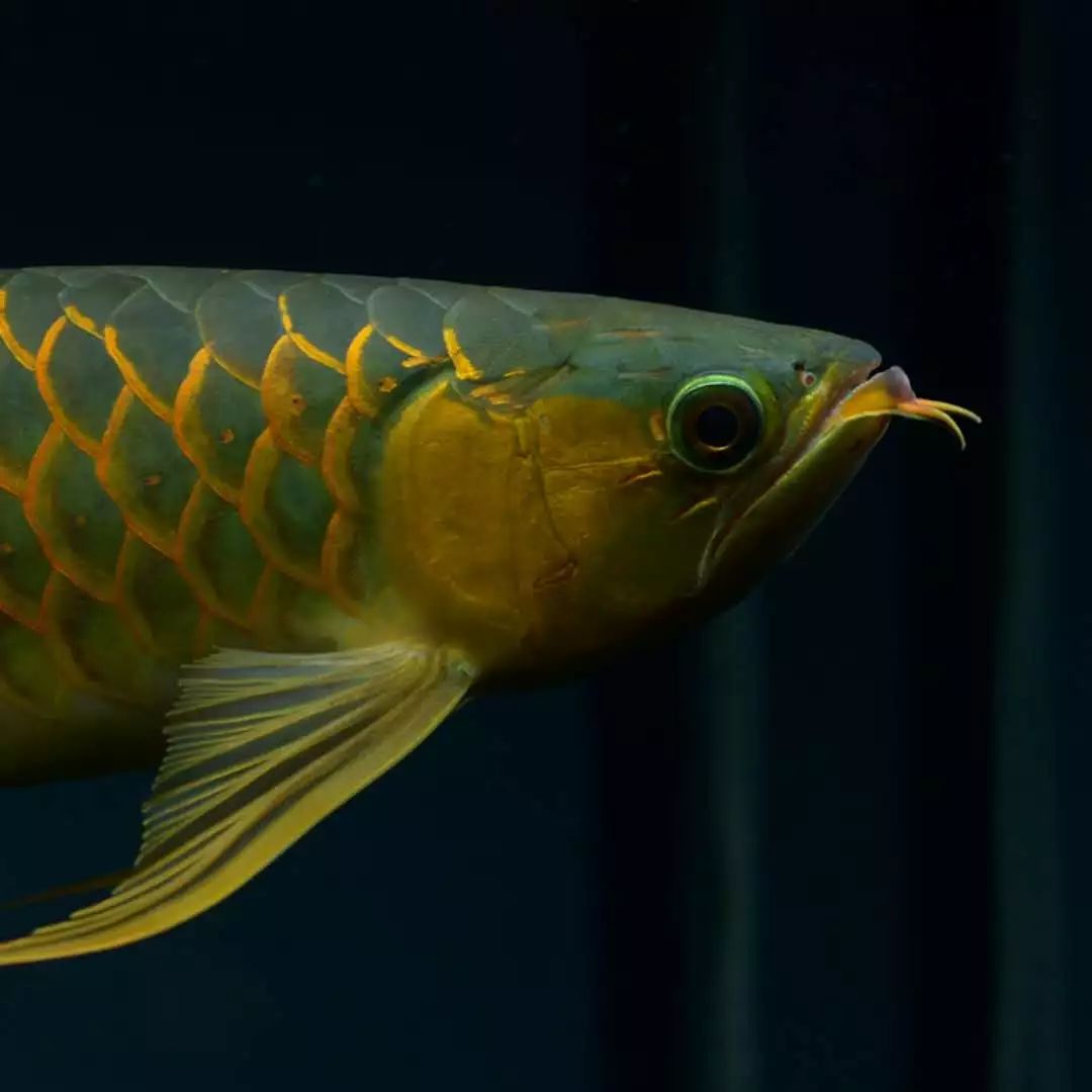 浣庝环绉掓潃闄愭椂鎶㈣喘浣庤嚦5鎶樿捣,鐗规儬绉掓潃浣庤嚦49鍏冭捣