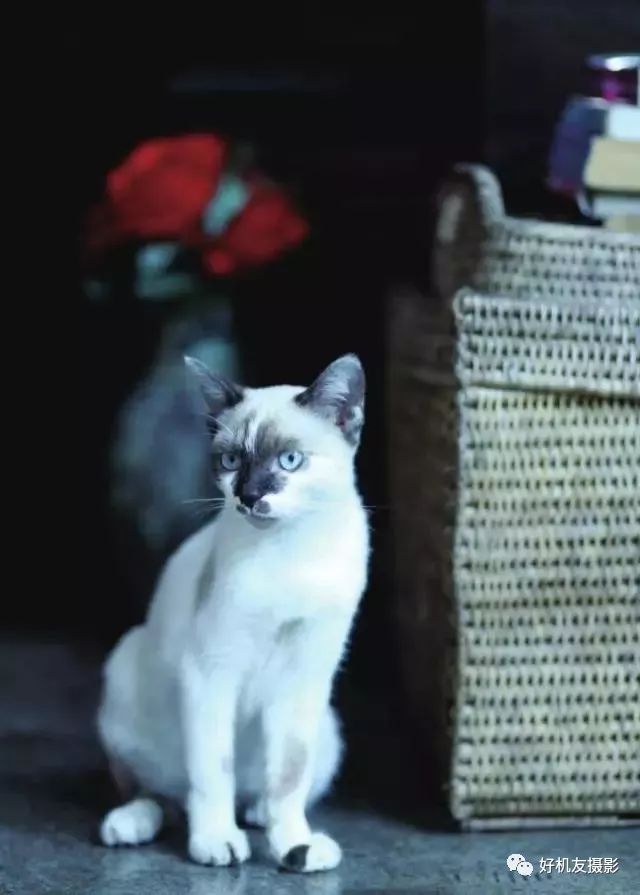 摄影光圈的基本理论,摄影常识光圈快门感光度