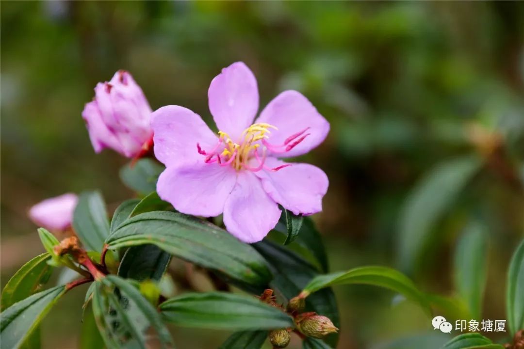 秋意浓浓风景如画的地方,塘厦风景好的地方