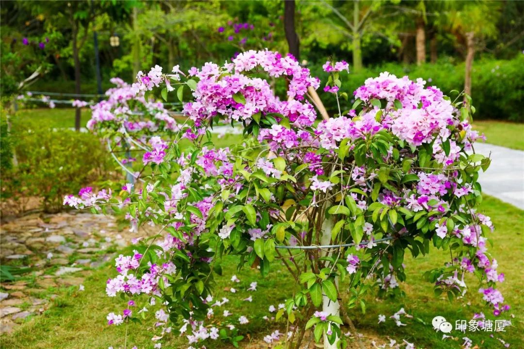 秋意浓浓风景如画的地方,塘厦风景好的地方