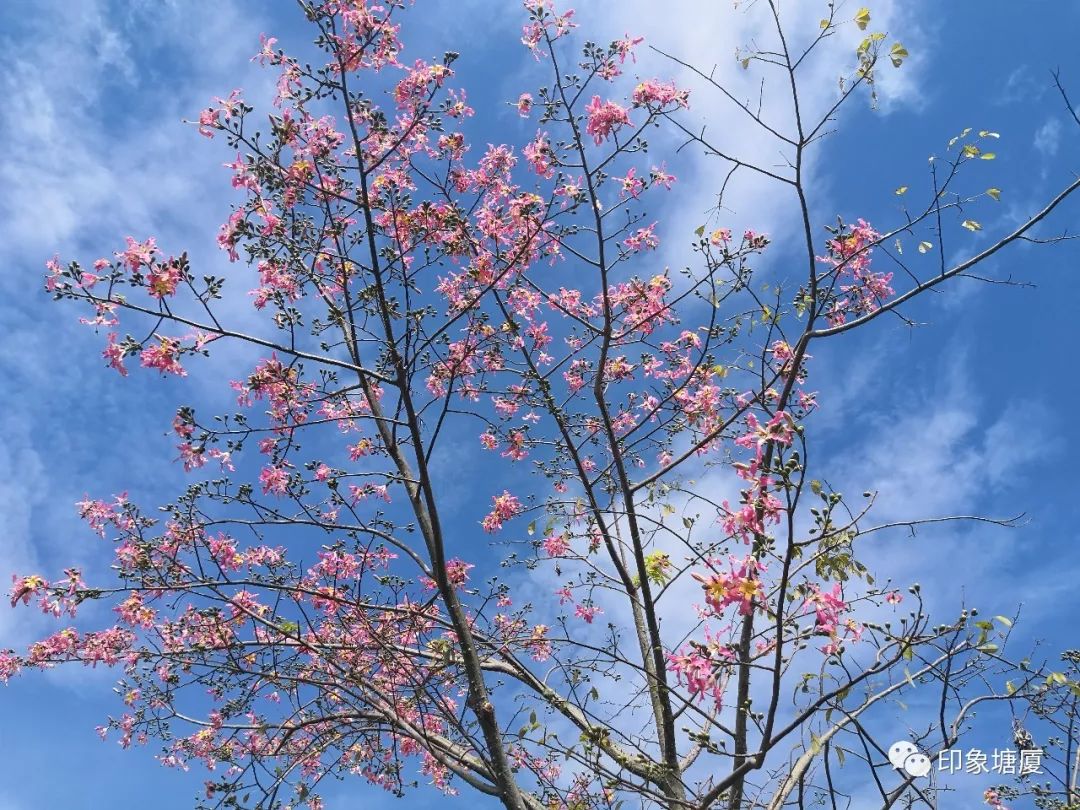 秋意浓浓风景如画的地方,塘厦风景好的地方