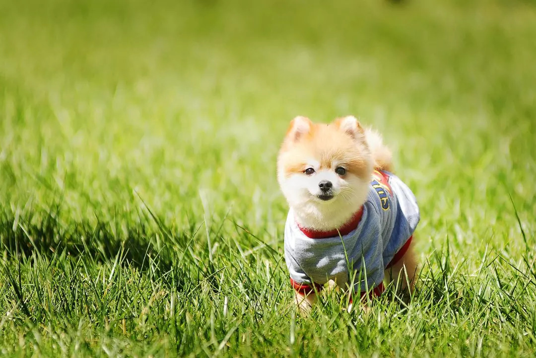 成都最新批发市场,成都最大的小商品批发市场在哪里