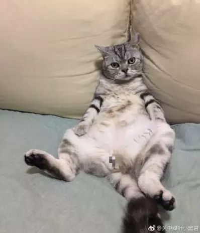 萌爪神吐槽馆,说你想说的