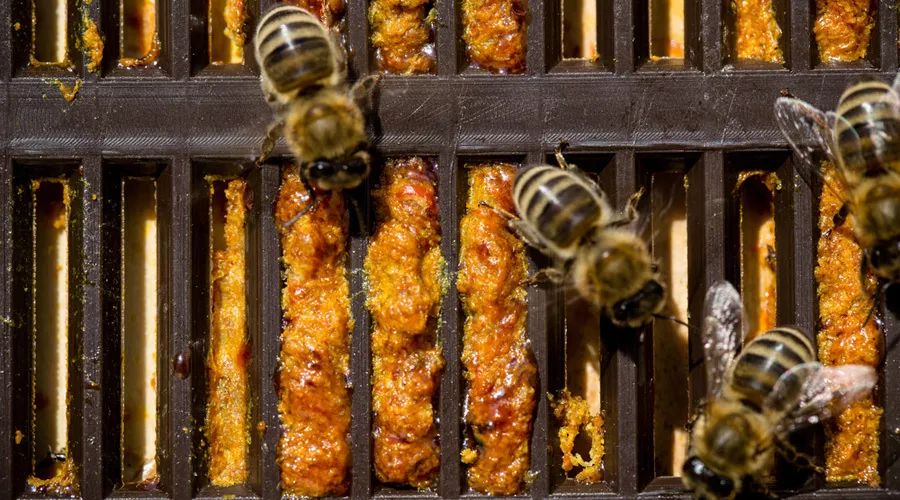 葡萄籽羊胎素,抗皱抗衰羊胎素