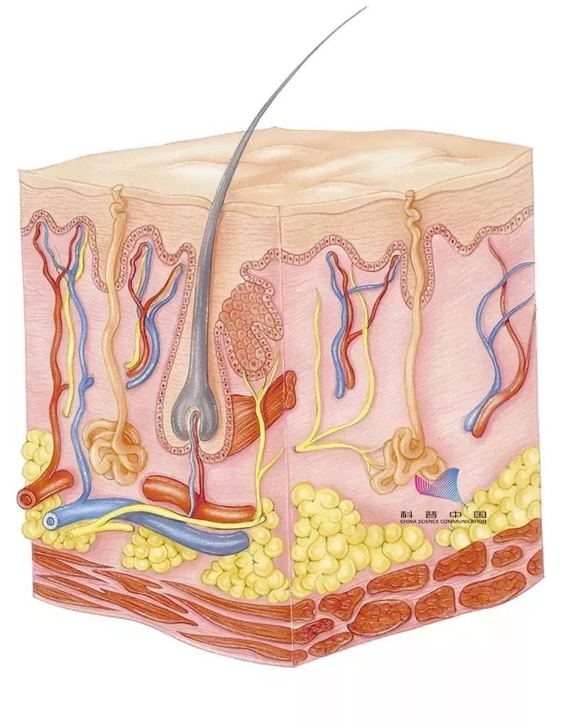 「健康」80后干部两鬓斑白上热搜！怎么防止头发变秃变白？