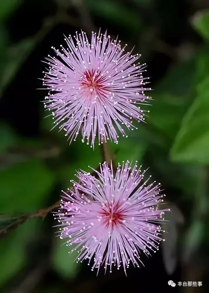 什么花有毒不能放在卧室里面呢,一帆风顺的花有毒吗适合卧室养吗