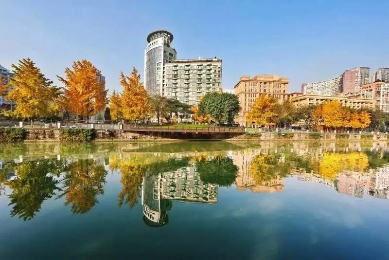 成都锦江边最漂亮的银杏,成都银杏美图