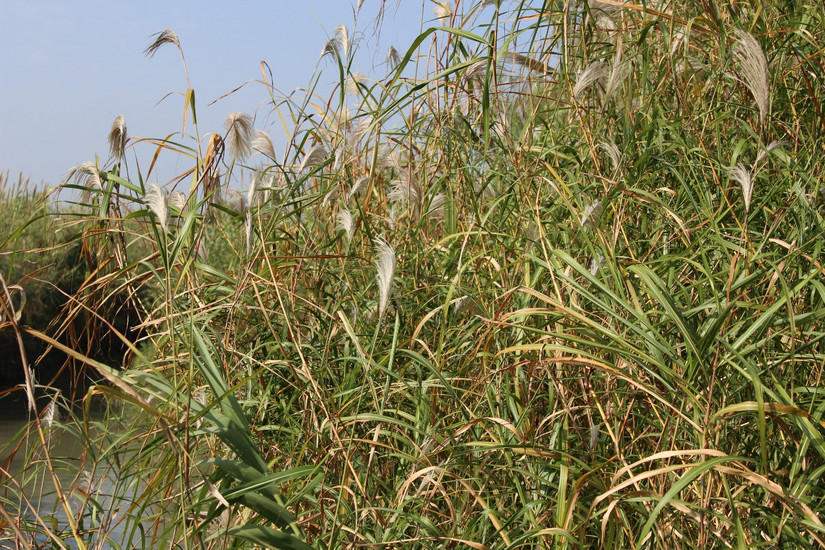 阳澄湖春季游玩攻略大全,阳澄湖秋天最美的地方