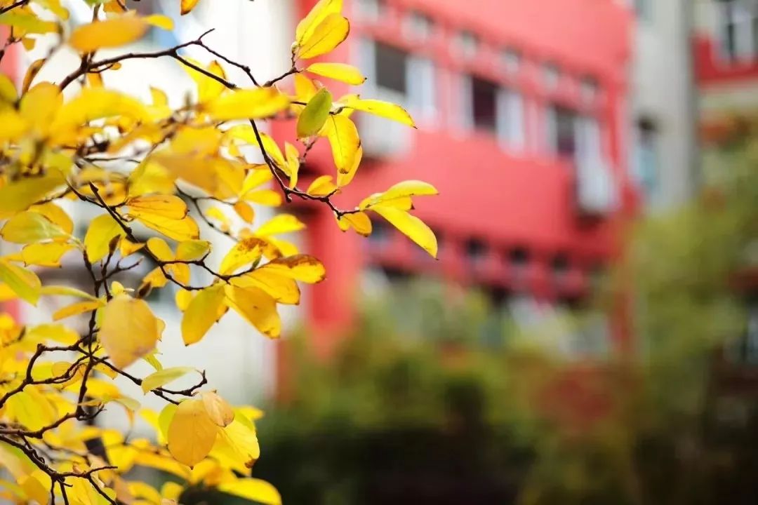 2020北京中小学教师招聘信息,北京五中通州校区教师招聘