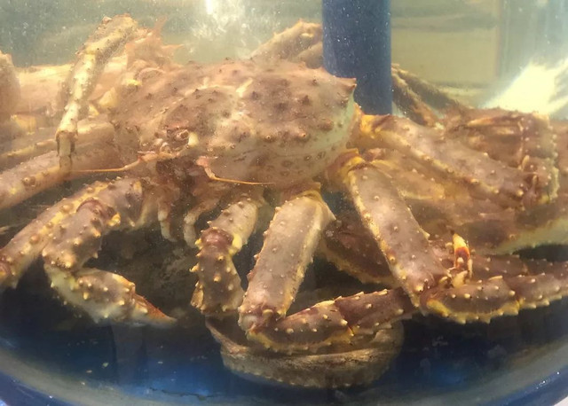 帝王蟹1499元,帝王蟹1299元