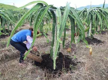 火龙果主要病虫害及防治,火龙果怎么防治病虫害
