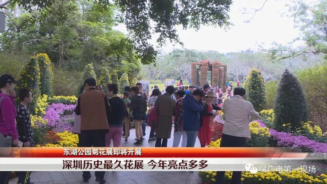 深圳东湖公园菊花展结束,深圳东湖公园菊花展延期