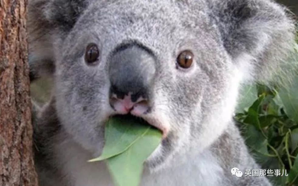 兔兔这么可爱为什么要吃它,兔兔这么可爱为什么要吃兔兔呢