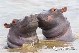 兔兔这么可爱为什么要吃它,兔兔这么可爱为什么要吃兔兔呢