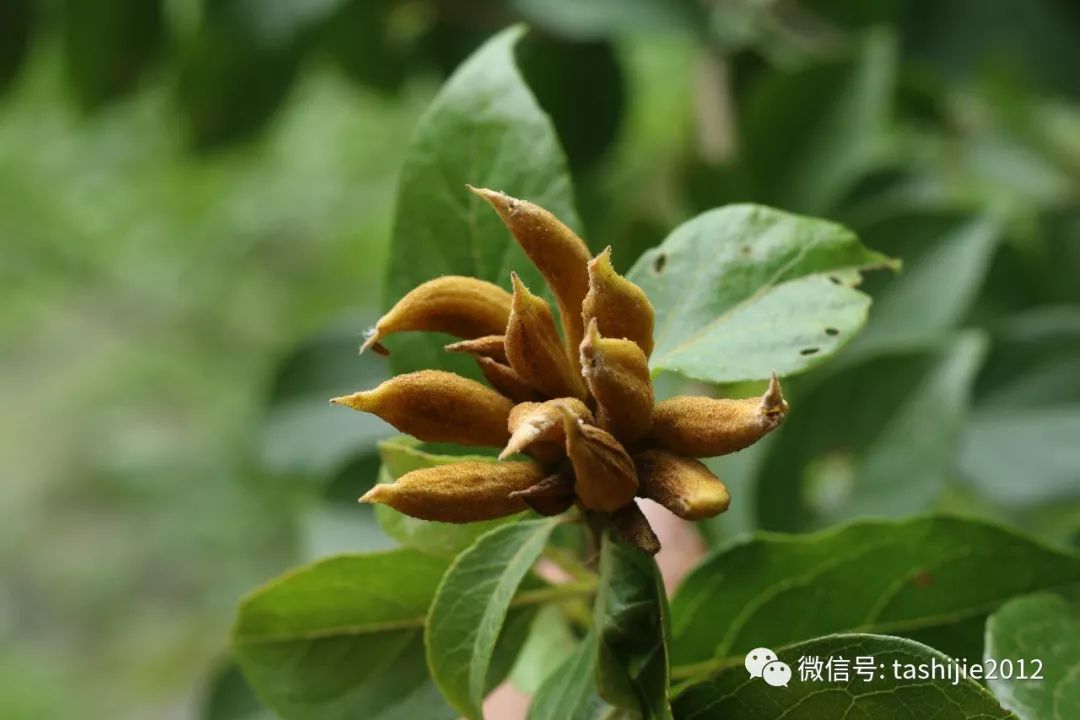 长毛的虫瘿,千奇百怪的虫子全集