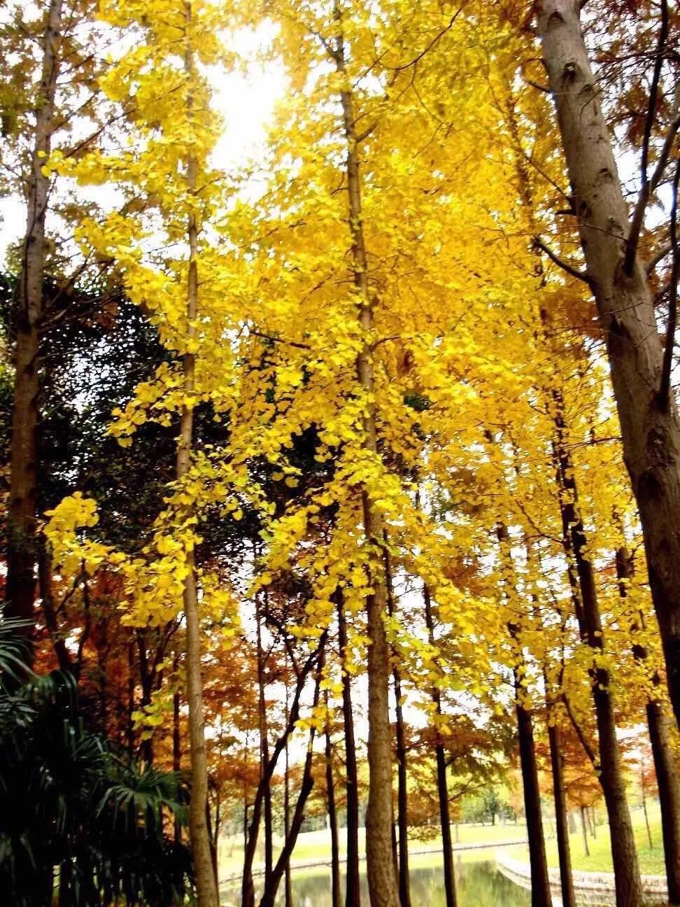 满城尽带黄金甲取景地图片,满城尽带黄金甲震撼场景