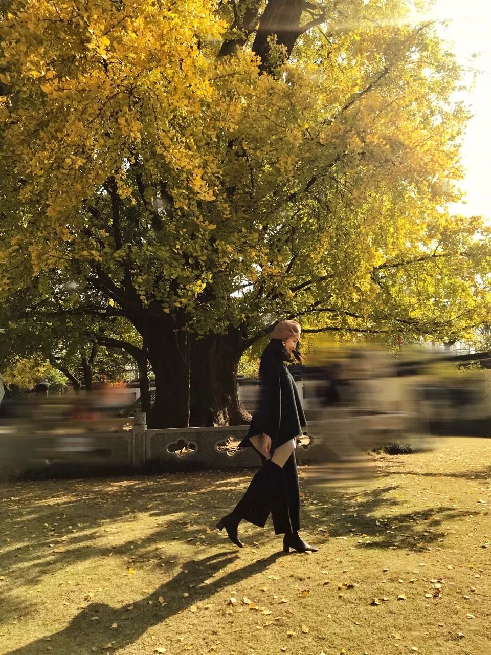 银杏打卡景点,成都周边打卡最美银杏观赏地