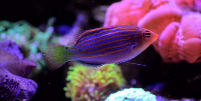 海缸攻略,所有人的终极目标