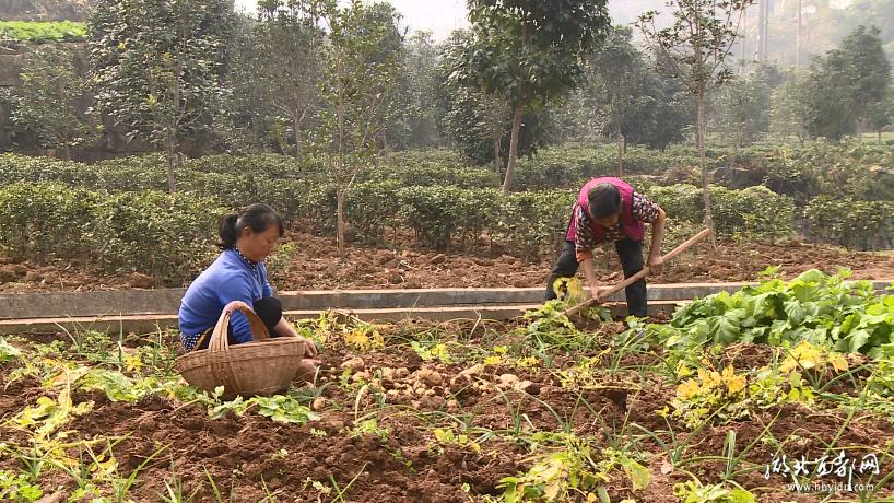 土豆批发产地直销白心土豆,崇州黄心土豆批发