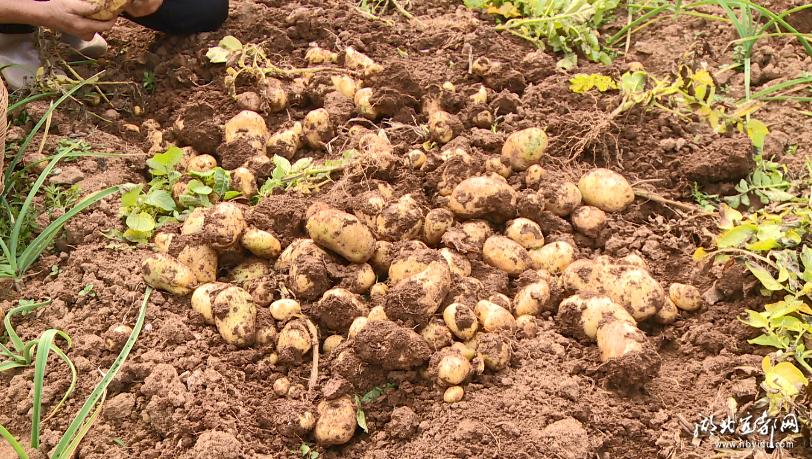 土豆批发产地直销白心土豆,崇州黄心土豆批发