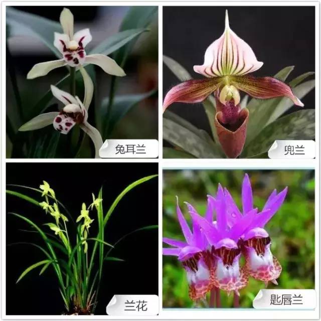 春夏季开花的兰花种类大全,花期比较长的兰花有哪几种