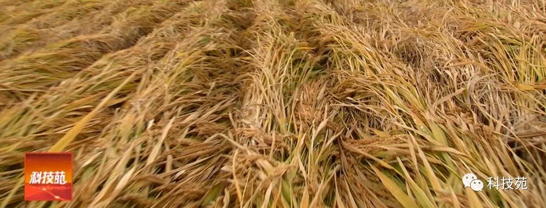 稻田吃活鱼,稻田里吃稻花鱼