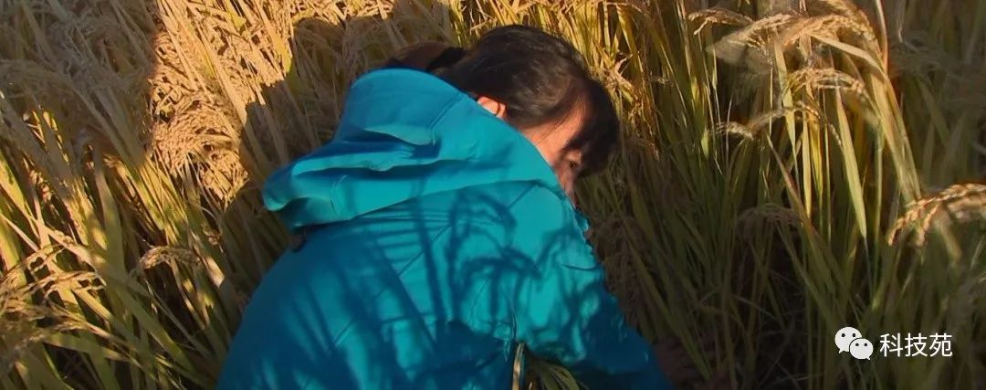 稻田吃活鱼,稻田里吃稻花鱼